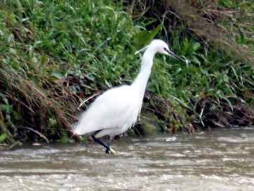 aigrette