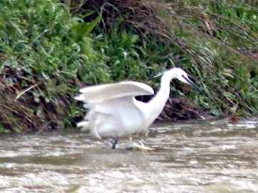 aigrette