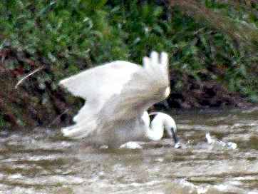 aigrette