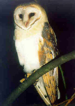 tyto alba